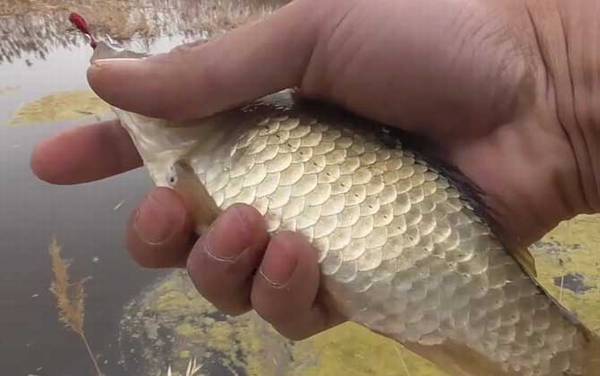 早春钓鱼打窝要多长时间可钓?