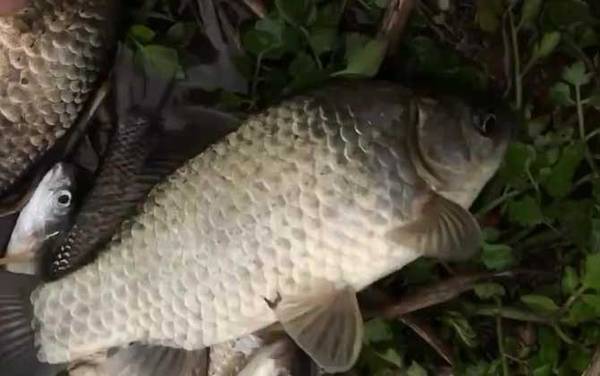 春季钓鱼在上风还是下风?