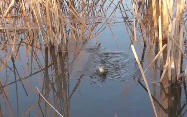 二月份钓鱼什么时间段好?