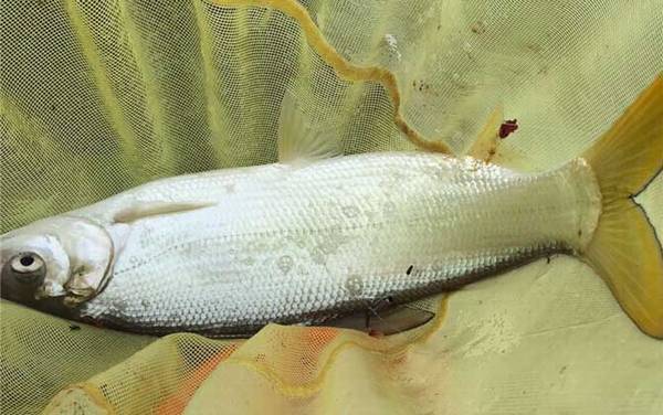 钓黄尾鱼怎么调漂?