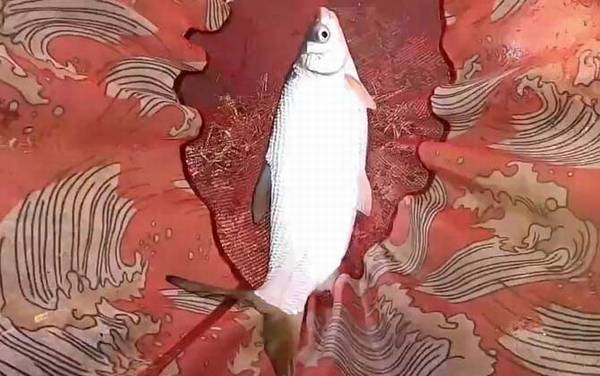 钓黄尾鱼怎么调漂?