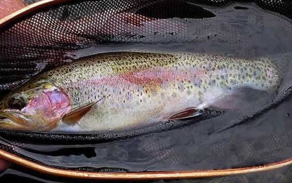 虹鳟鱼钓底还是钓浮?