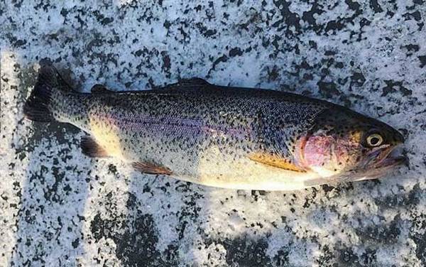 虹鳟鱼钓底还是钓浮?