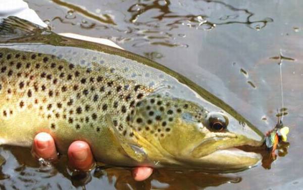 路亚钓虹鳟鱼秘诀及注意事项