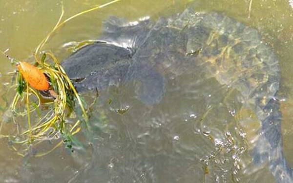 手竿怎么钓黑鱼最有效?