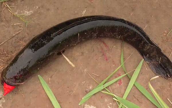 手竿怎么钓黑鱼最有效?