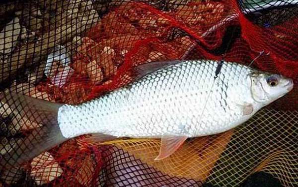 水库钓鲮鱼技巧和方法