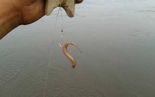 泥鳅钓鱼怎么钩才不会死?