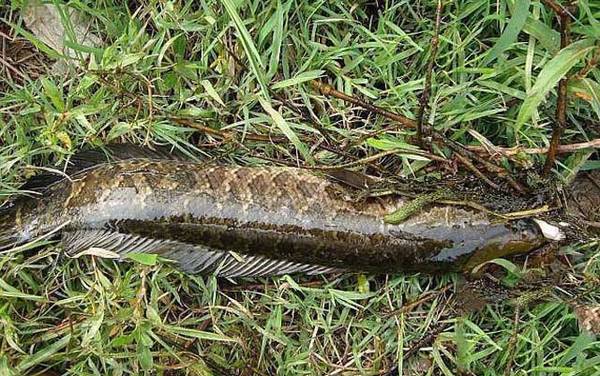 黑鱼怎么钓才容易上钩?