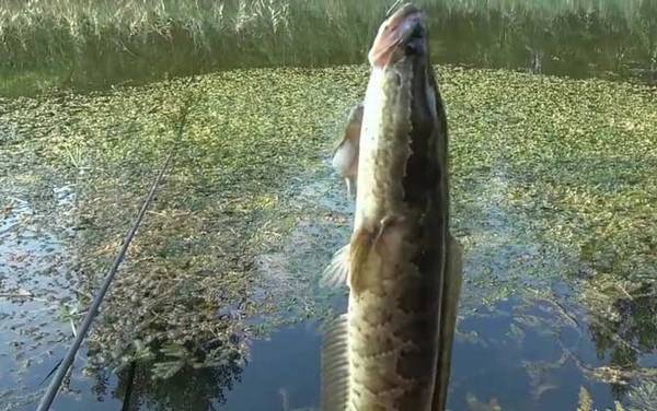 钓黑鱼要打窝吗?