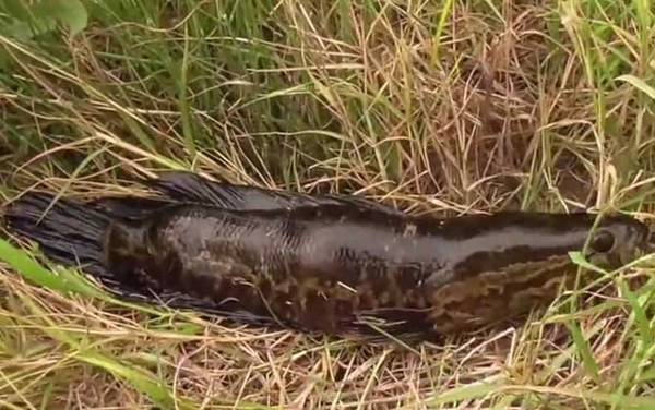 钓黑鱼要打窝吗?