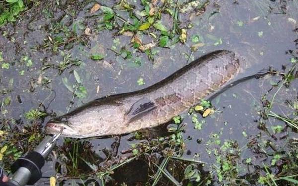 钓黑鱼要打窝吗?