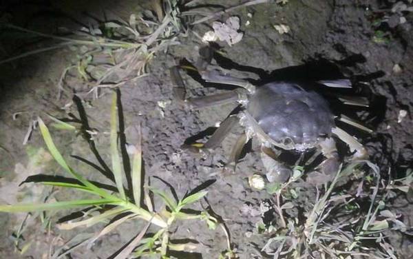 野生螃蟹怎么钓最快?