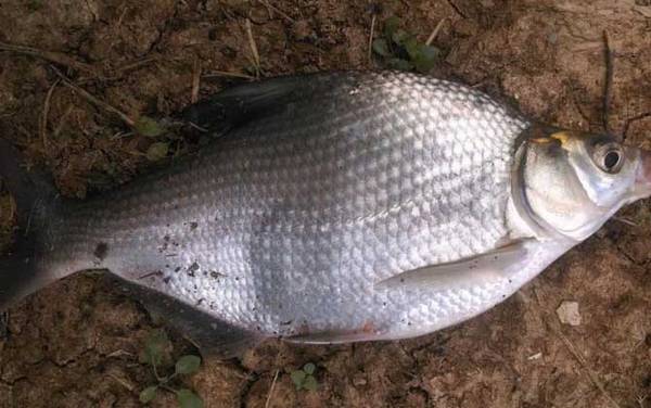 鳊鱼怎么钓容易上钩?