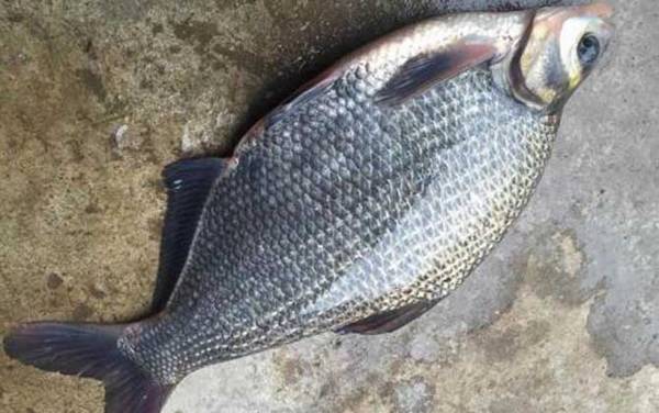 鳊鱼怎么钓容易上钩?