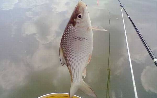 夏天怎么钓土鲮鱼上鱼快?