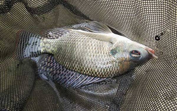 钓罗非鱼调几钓几比较好?