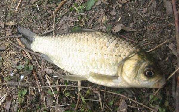 晚春钓鲫鱼技巧及注意事项