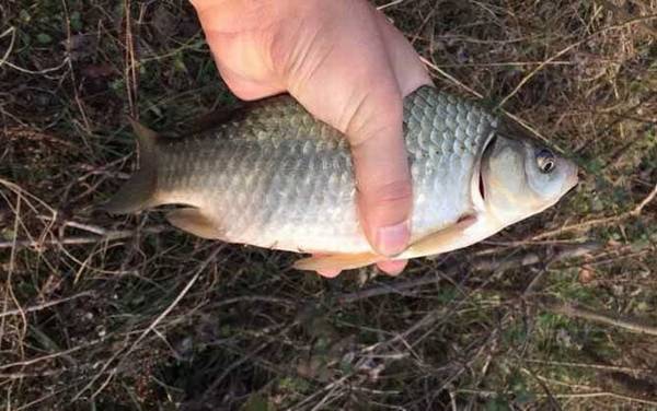 晚春钓鲫鱼技巧及注意事项