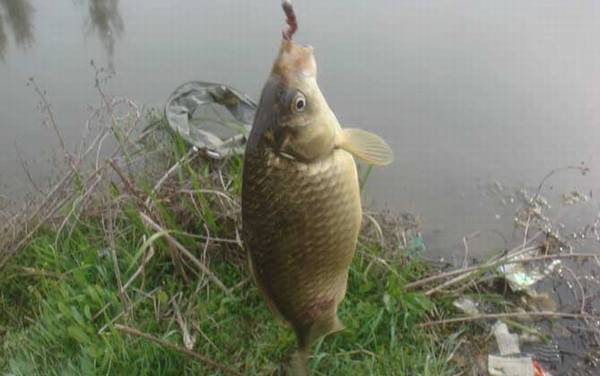 秋季钓鲫鱼钓深水还是浅水?