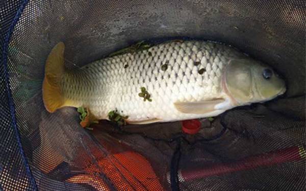 钓鲤鱼离底多少合适?