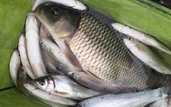 怎样才能在水库钓到大鲤鱼?