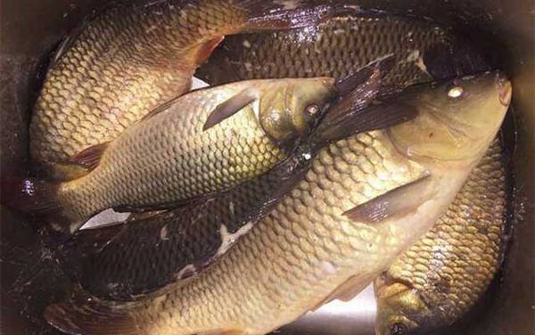 春天怎样钓鲤鱼上钩快?