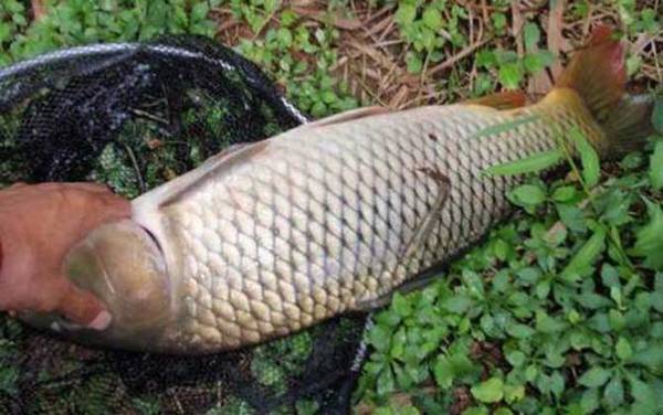 春天怎样钓鲤鱼上钩快?