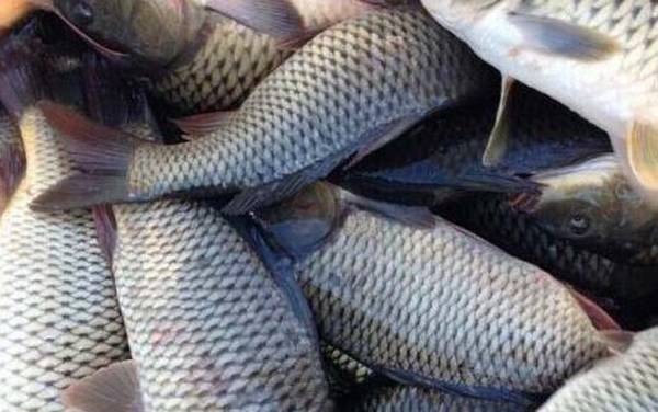 春天钓鲤鱼钓深还是钓浅?