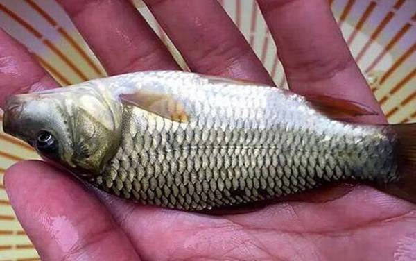 春天钓鲤鱼钓深还是钓浅?