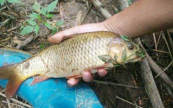 夏季野钓鲤鱼技巧及注意事项