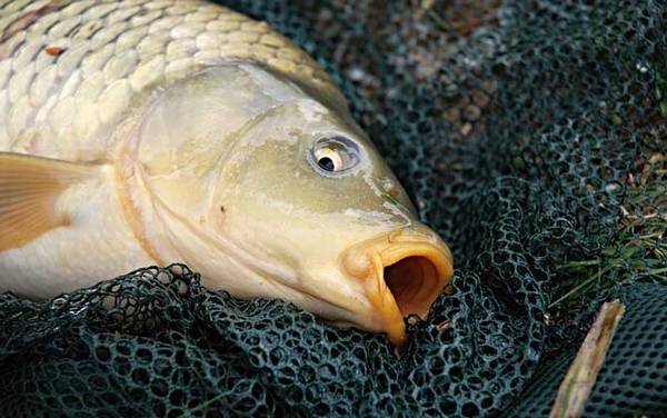 秋季钓鲤鱼钓深水还是浅水?