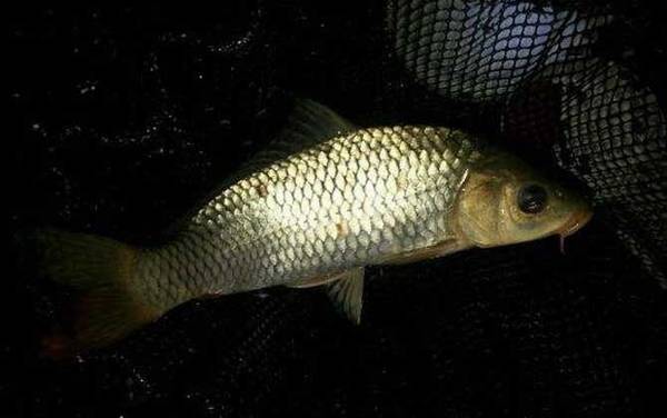 秋季钓鲤鱼钓深水还是浅水?