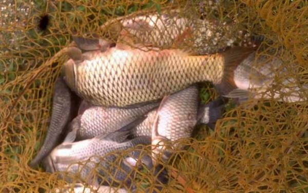 冬季钓鲤鱼调几钓几最好?