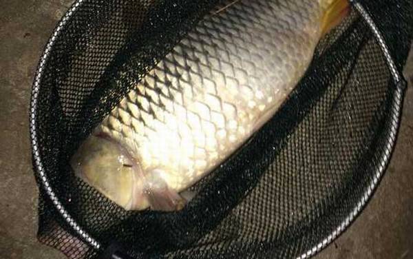 冬季钓鲤鱼调几钓几最好?