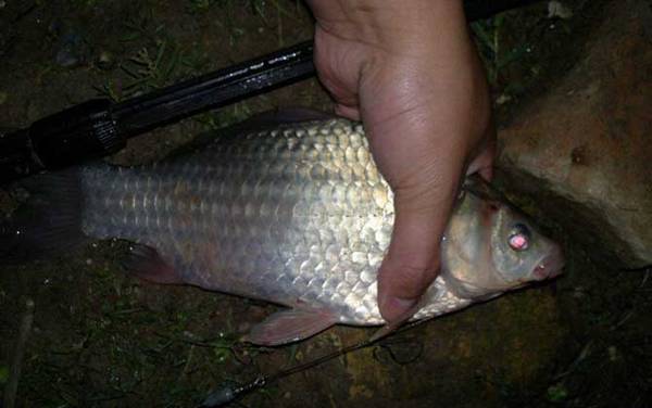 钓鲫鱼气压多少合适?