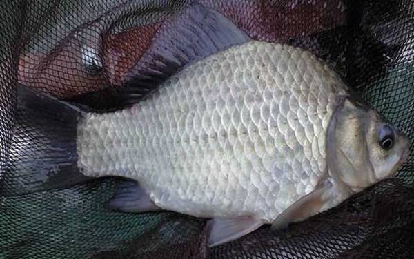 钓鲫鱼气压多少合适?