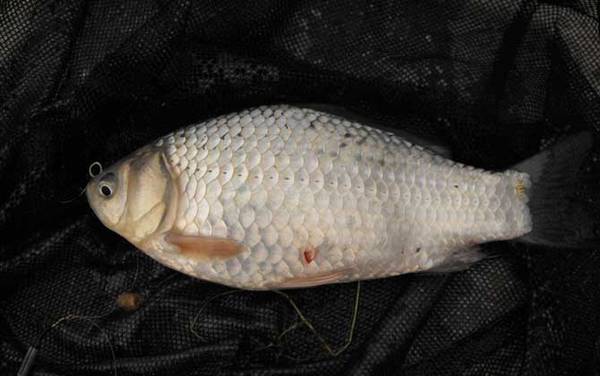 钓鲫鱼怎么打窝最好?