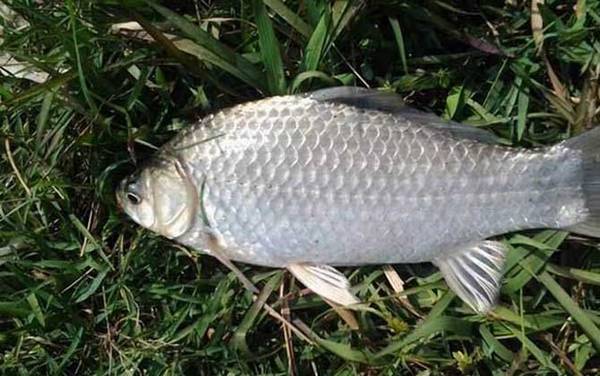 鲫鱼产卵期怎么钓?