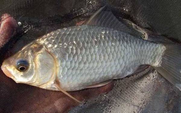 野钓鲫鱼钓钝还是钓灵?