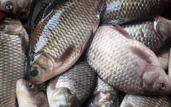 春季钓鲫鱼钓多深水合适?