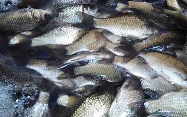 春天钓鲫鱼钓深还是浅?