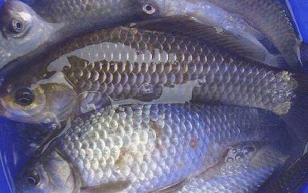 春天钓鲫鱼钓深还是浅?