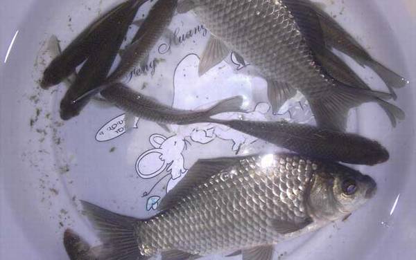 春天钓鲫鱼钓深还是浅?