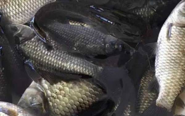 立春过后钓鲫鱼怎么打窝?