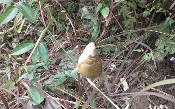 野钓鲫鱼的方法和技巧,只需做到这7点,轻松就能钓到大鲫鱼!