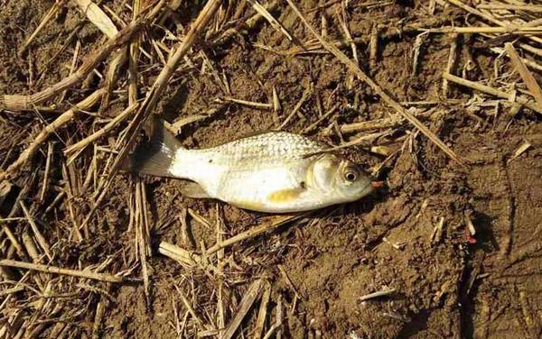 冬季钓鲫鱼饵料配方大全,这5款饵料配方,最适合冬季钓鲫鱼!