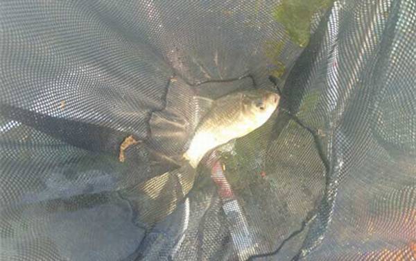 冬季钓鲫鱼饵料配方大全,这5款饵料配方,最适合冬季钓鲫鱼!