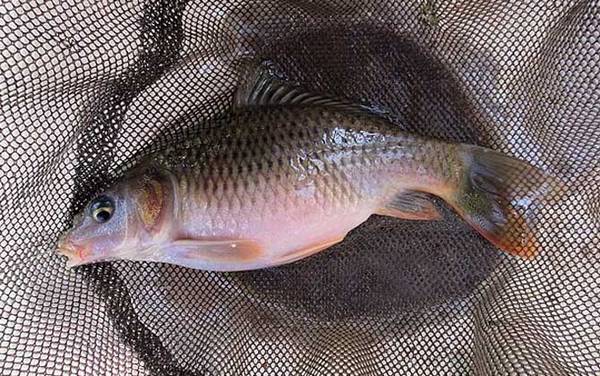 野生大鲤鱼爱吃三种饵料,搞清楚摄食习性,才能钓获大鲤鱼!