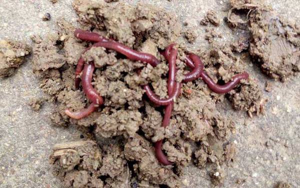 蚯蚓价格多少钱一斤?因品种不同而不同,一般15~20元一斤!